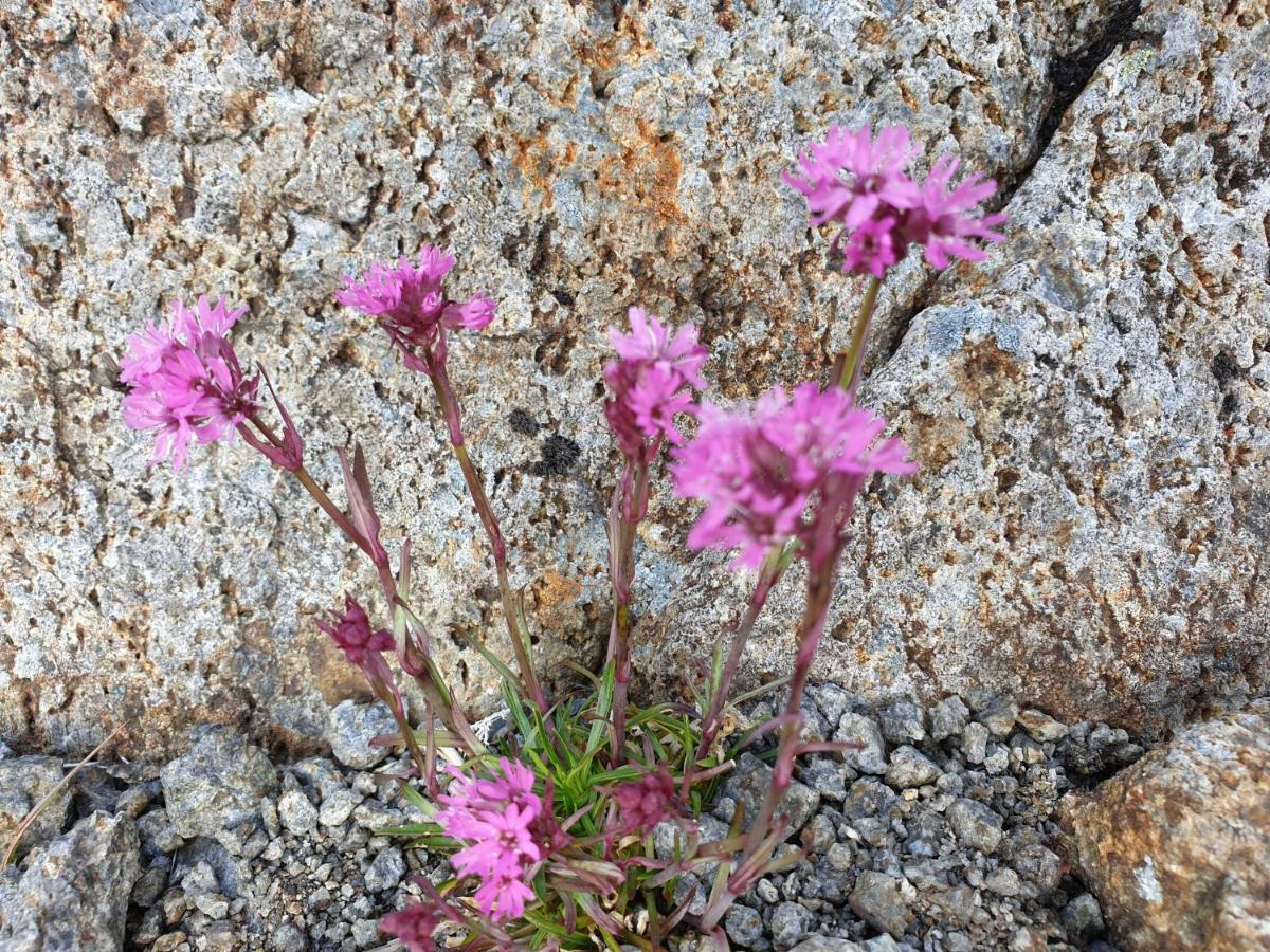 Aktiv Ferie I Vesteralen, Hovden 8475 Straumsjoen Hovden (Nordland) Exterior foto